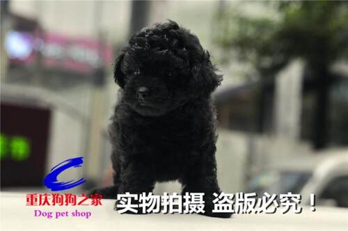 重庆宠物店出售纯种黑色玩具名犬
