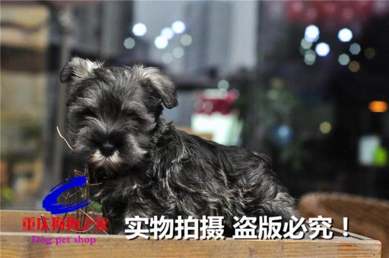 重庆狗狗之家宠物店十年品质老店出售纯种迷你雪拉瑞幼犬 椒盐色