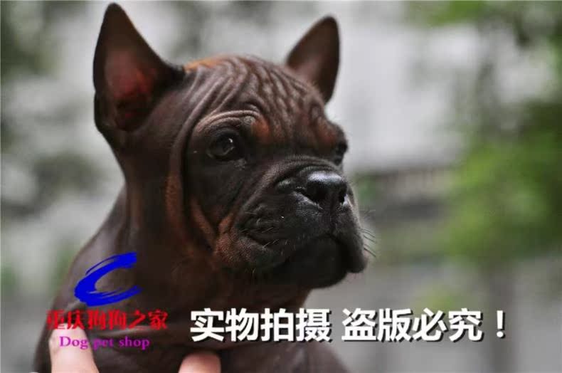 重庆出售纯种名犬
