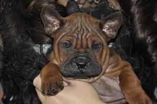 重庆狗狗之家名犬之家长期出售打猎犬杜高比特比格川东猎犬下司犬