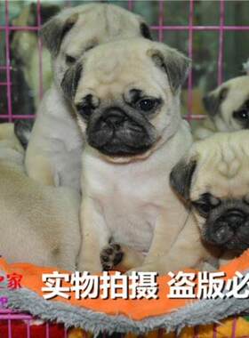 重庆宠物店繁殖出售纯种巴哥幼犬
