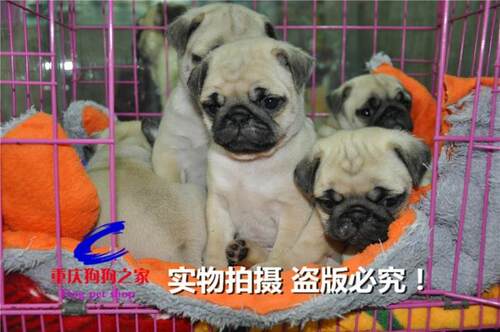 重庆宠物店繁殖出售纯种巴哥幼犬