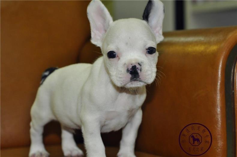 重庆宠物店出售海盗眼法国斗牛犬