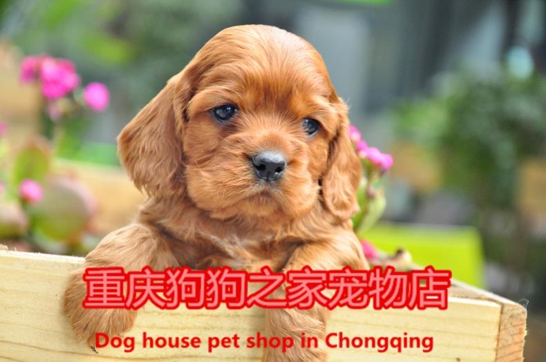重庆宠物店纯种美国出售可卡犬