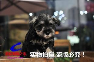 重庆狗狗之家宠物店十年老店名犬繁殖基地出售纯种迷你雪拉瑞幼犬