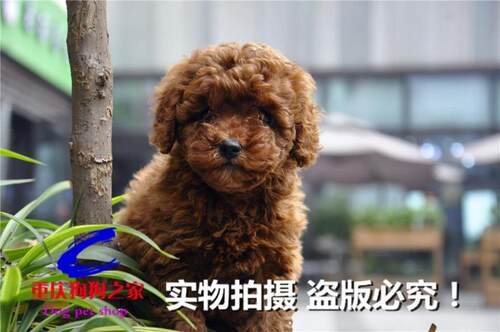 重庆宠物店出售纯种玩具茶杯幼犬
