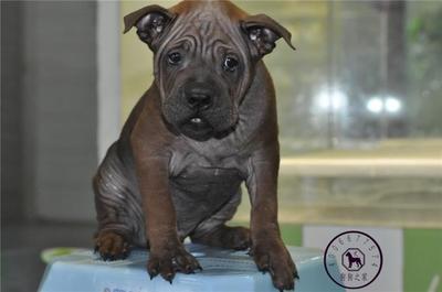 重庆宠物店出售纯种名犬