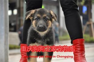 重庆狗狗之家宠物店十年品质老店出售纯种德国牧羊犬幼犬黑背警犬