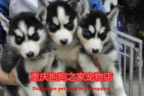 哈士奇重庆宠物店西伯利亚雪橇犬