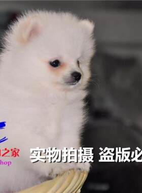 重庆宠物店繁殖哈多利博美俊介犬