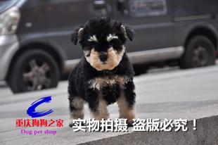重庆狗狗之家宠物店出售纯种七白到位迷你黑银雪纳瑞幼犬老头狗