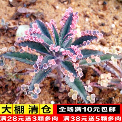 不死鸟多肉植物包邮销量排行榜 不死鸟多肉植物包邮品牌热度排名 小麦优选