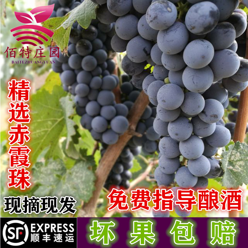赤霞珠产区新鲜酿酒葡萄宁夏