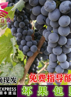 赤霞珠产区新鲜酿酒葡萄宁夏