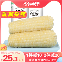 露茵甜糯小玉米棒新鲜即食糯玉米粘黏现摘真空东北8棒 乳期采摘