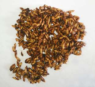 臭谷子臭玉米软玉米粒软麦子臭麦子配制方法 鱼饵打窝颗粒挂钩