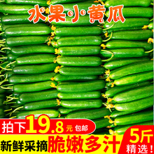 新鲜水果小黄瓜5斤整箱脆嫩荷兰小青瓜孕妇蔬菜山东特产批发包邮