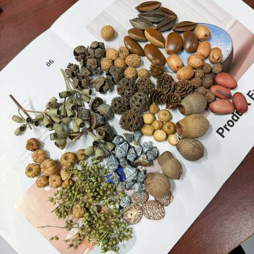 榼藤豆荚娃娃果壳素材真植物