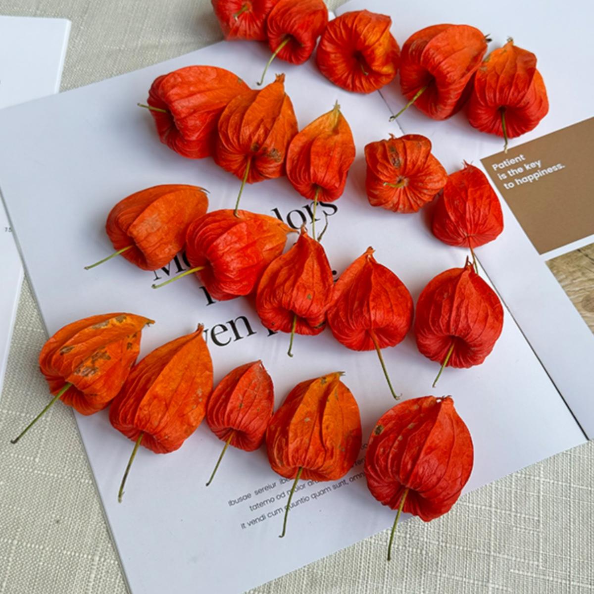 巴西植物可可叶酸浆果真花干花花束姑娘果灯笼红果子样板拍照道具