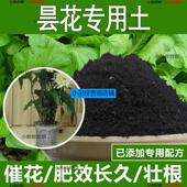 昙花专用土昙花专用营养土酸性土种植土通用土有机土肥料养花种花