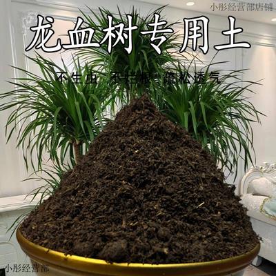 龙血树专用土种龙须树营养土蓬松透气泥土无菌土壤专用肥料种植土