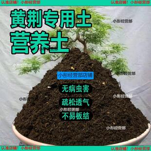 黄荆专用土盆栽阳台盆景种花养花黄荆营养土通用种植土壤有机肥料