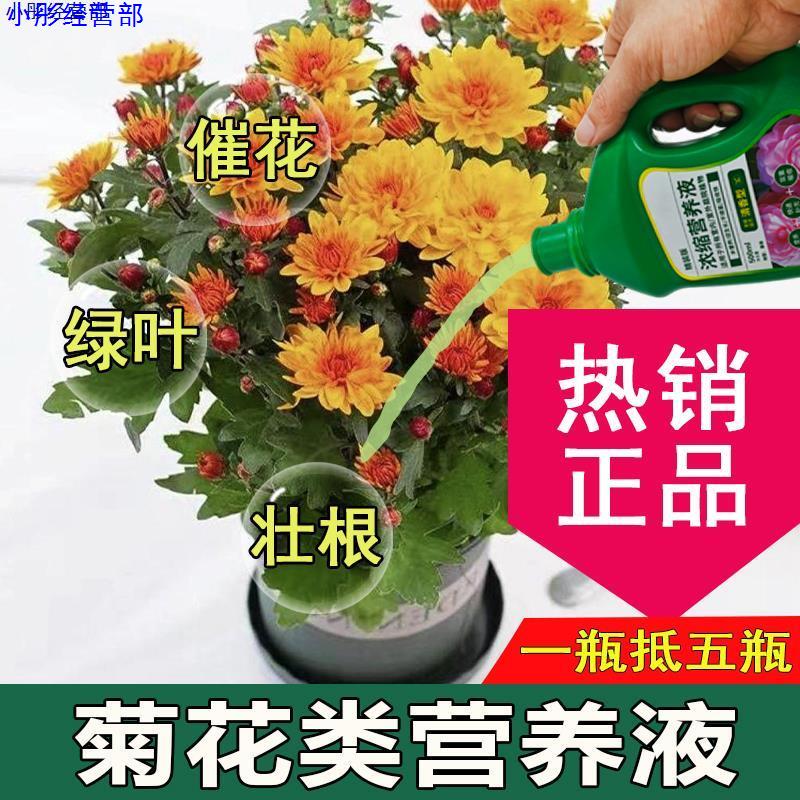 菊花类营养液通用型菊花类专用营养液花肥绿植水培植物花卉绿植肥