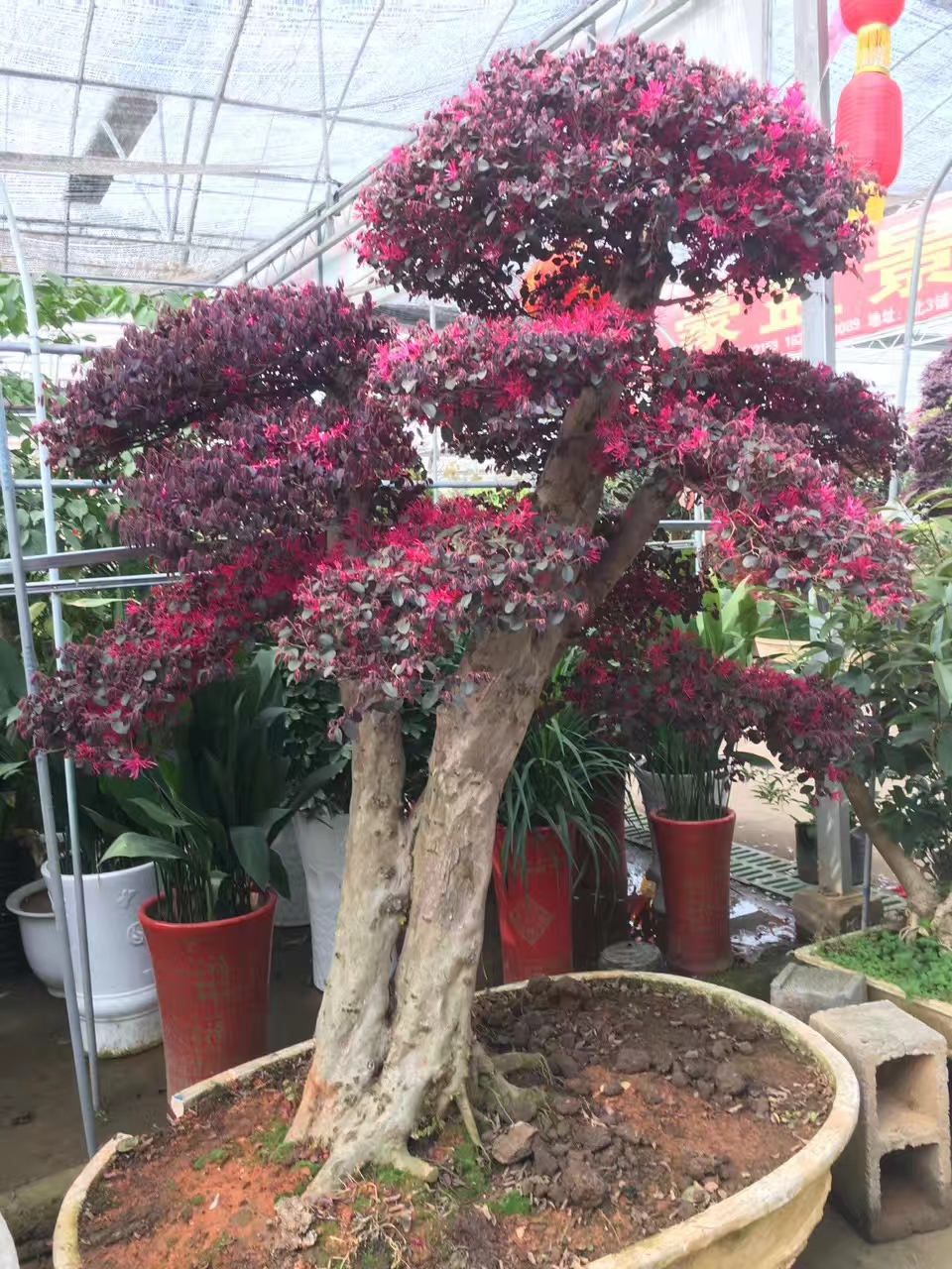 大型红继木树桩盆景高档盆景 精品盆栽红花继木庭院植物实物拍摄