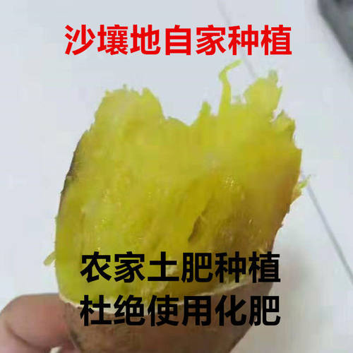 荣成蜂蜜罐红薯除草无增添膨大