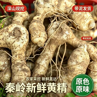 秦岭深山现挖鲜黄精包邮