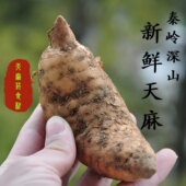 天麻陕西秦岭新鲜天麻深山林间现挖带泥土初级农产品中药材鲜天麻