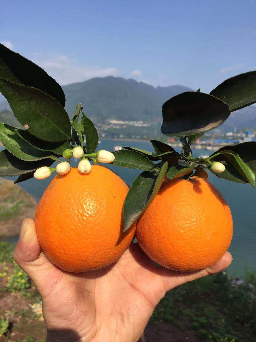 新鲜伦晚橙子 当季水果湖北秭归脐橙春橙带箱10斤味甜多汁