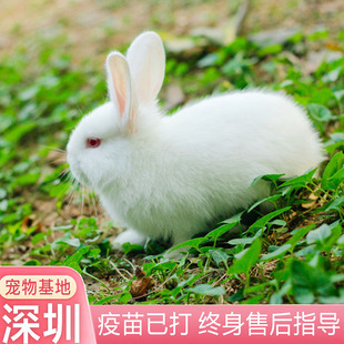 兔子活物家兔活体宠物兔小白兔黑兔花兔幼崽苗宠物兔大型肉兔好养