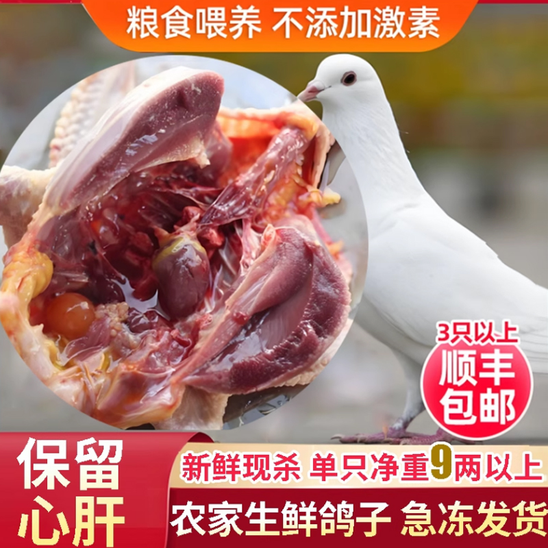 正宗2年老鸽子生鲜土鸽子肉