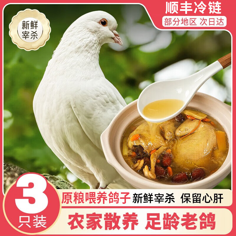 正宗2年老鸽子新鲜宰杀鸽子肉 农家散养土鸽子孕妇煲汤鸽子生鲜