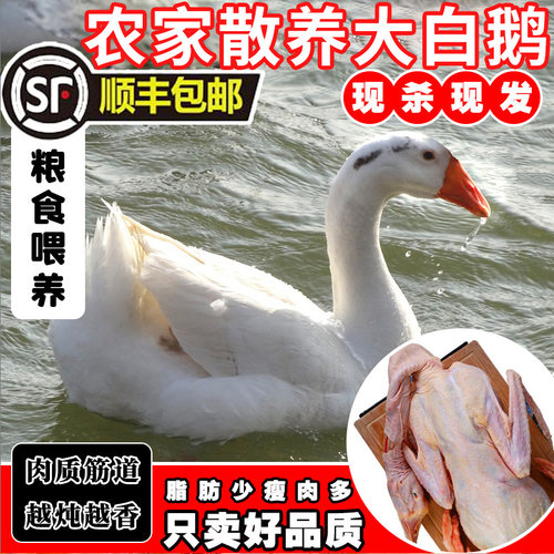 农家散养土鹅肉大白鹅 整只现杀冷冻新鲜放养仔鹅大鹅 铁锅炖大鹅