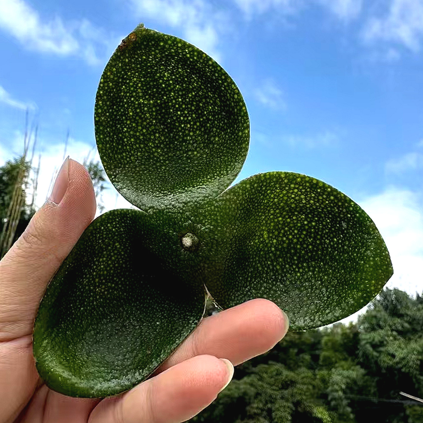 特价2025年正宗新会青皮陈皮柑鲜果大红皮二红皮原枝老树圈枝梅江,零食/坚果/特产,陈皮,淘宝优惠券,粉丝福利购,淘宝优惠卷