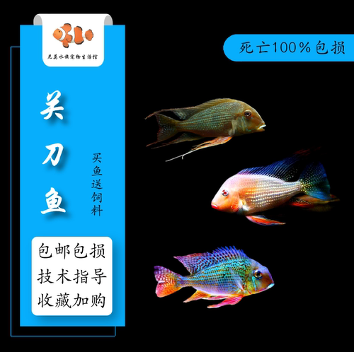 血衣关刀鱼销量排行榜 血衣关刀鱼品牌热度排名 小麦优选