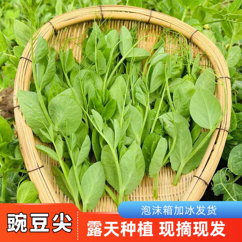 贵州豌豆尖新鲜蔬菜火锅菜当季豌豆苗嫩豌豆秧龙须菜3斤非种子