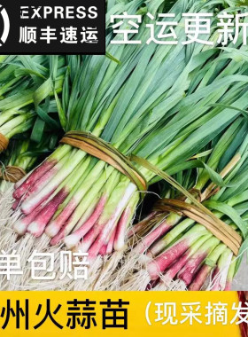 贵州火蒜苗农家露天自种老品种叶红根大蒜苗蒜青香蒜洋红紫皮大蒜