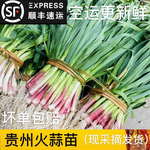 贵州火蒜苗农家露天自种老品种叶红根大蒜苗蒜青香蒜洋红紫皮大蒜