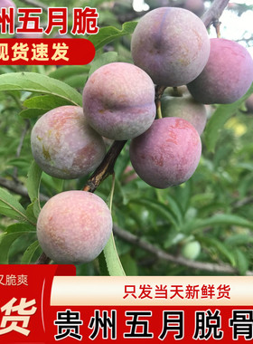 贵州农家自种五月脆新鲜酸甜李子当季水果脱骨李子现摘现发