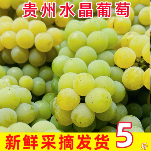 水晶葡萄新鲜青提葡萄水果绿莹果