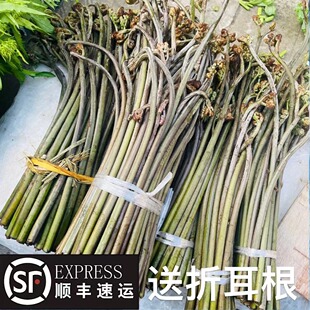 贵州野外生长新鲜甜蕨菜现采现摘龙爪菜野菜龙爪菜如意菜山菜包邮