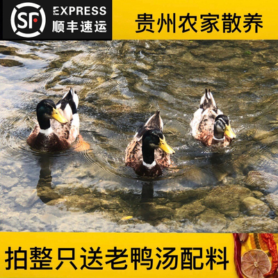 麻鸭子生鲜活体杀后净重3斤起