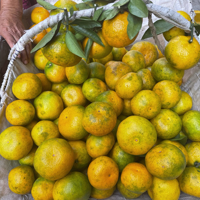 2025年贵州特产酸甜桔子酸甜柑橘青黄皮不催熟蜜橘子当季水果整箱