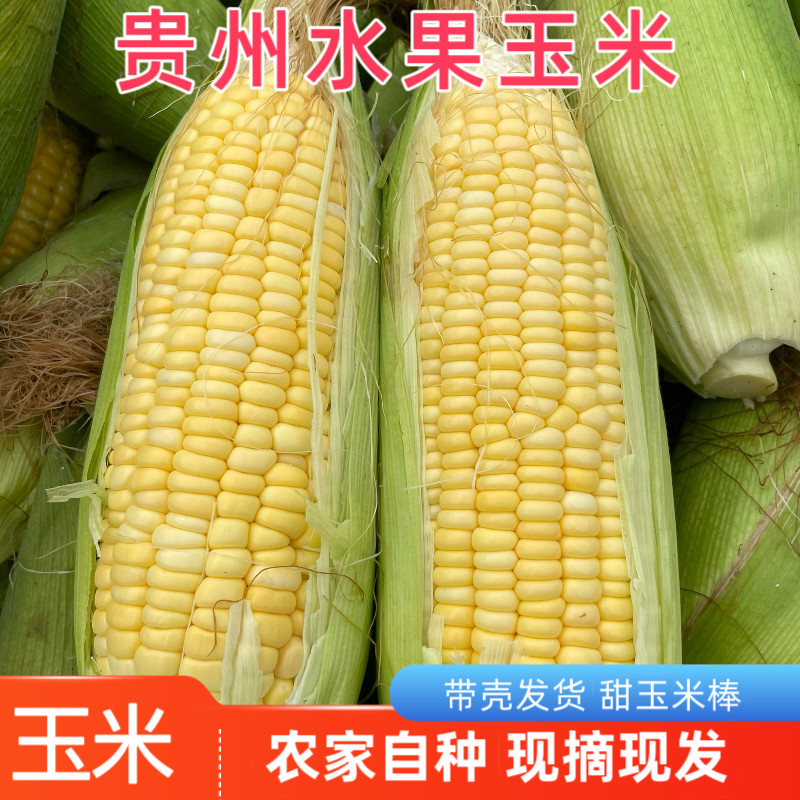 3斤 贵州农家水果玉米新鲜甜玉米棒子带壳包谷苞谷五谷粗粮现摘,水产肉类/新鲜蔬果/熟食,新鲜玉米,淘宝优惠券,粉丝福利购,淘宝优惠卷