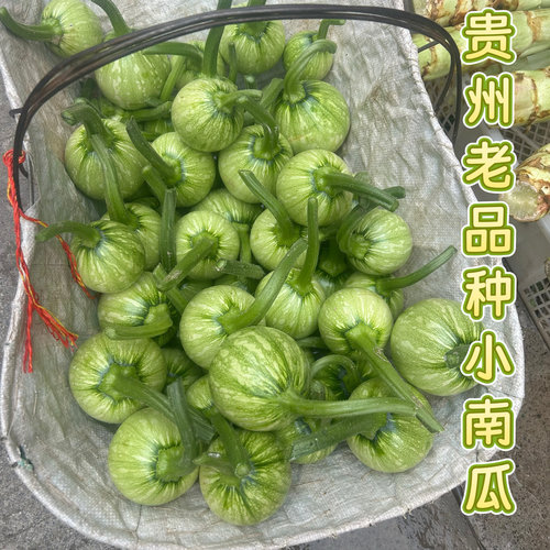 贵州新鲜嫩小南瓜农家迷你青南瓜黄肉小青瓜嫩甜地南瓜清甜素瓜