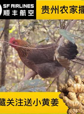 贵州农家自养走地鸡林下散养鸡孕妇月子撒养土鸡3斤顺丰包邮