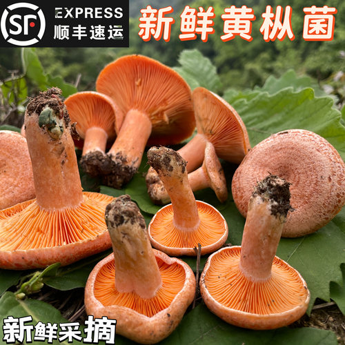 野外生长松树菌小蘑菇新鲜黄枞菌紫菌重阳菌三九谷菌奶浆菌顺丰